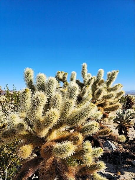 O fotografie detaliata de inalta rezolutie a unor plante de cactus spinoase in desert, cu un cer albastru stralucitor. O cutie este desenata peste un colt al plantei. Apoi, un prim-plan al detaliilor din interiorul cutiei decupate. Se face o marire pana la spinii individuali ai cactusului, demonstrand cantitatea de detalii care poate fi surprinsa cu o camera de 200 de megapixeli. Fotografia a fost realizata cu Galaxy S23 Ultra folosind ISO 10, modul larg si o deschidere a diafragmei de F1.7.